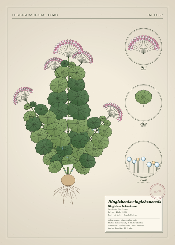 Botanische Tafel: Ringlebenia ringlebenensis, eine erfundene Pflanze aus Ringleben, gezeichnet wie in einem alten Pflanzenatlas