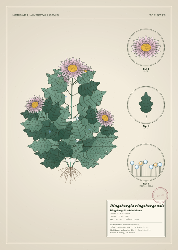 Botanische Tafel: Ringsbergia ringsbergensis, eine erfundene Pflanze aus Ringsberg, gezeichnet wie in einem alten Pflanzenatlas