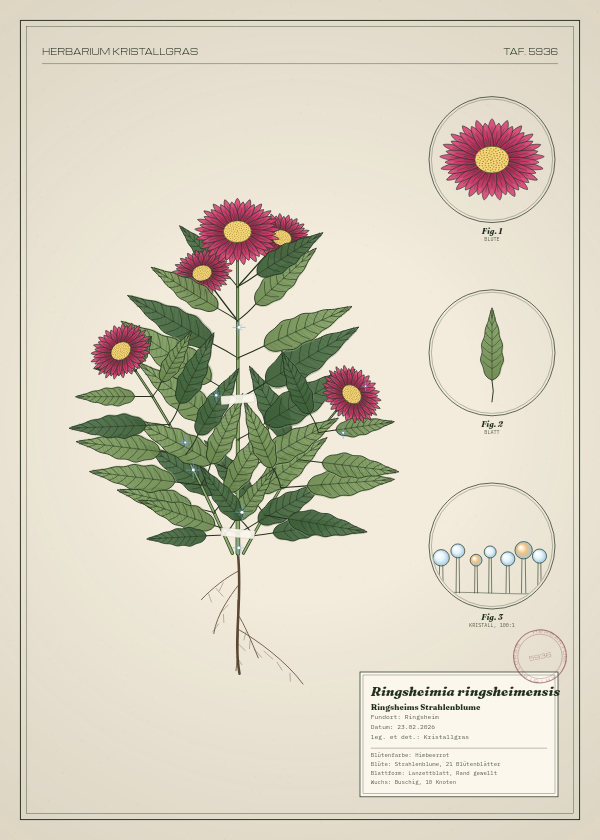 Botanische Tafel: Ringsheimia ringsheimensis, eine erfundene Pflanze aus Ringsheim, gezeichnet wie in einem alten Pflanzenatlas