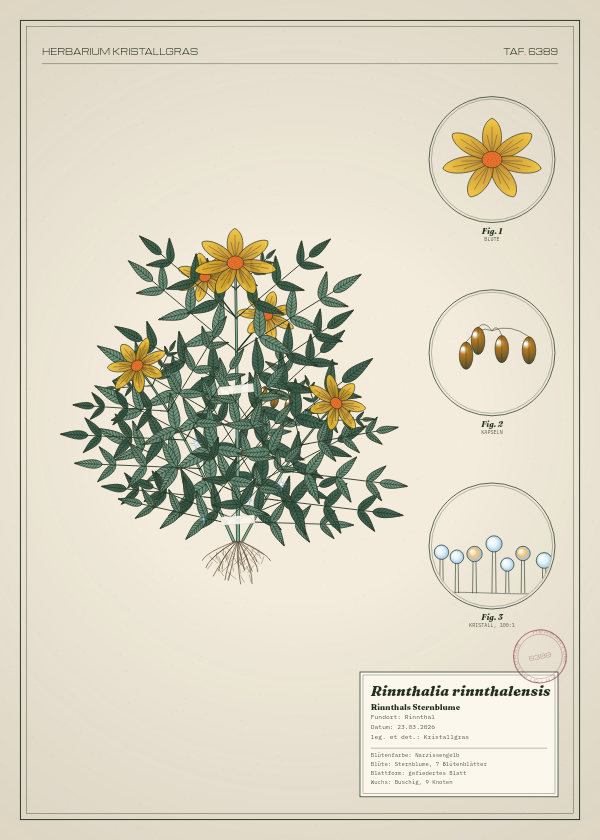 Botanische Tafel: Rinnthalia rinnthalensis, eine erfundene Pflanze aus Rinnthal, gezeichnet wie in einem alten Pflanzenatlas