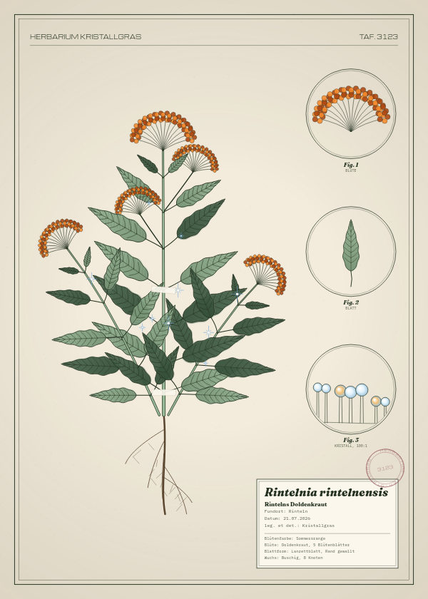 Botanische Tafel: Rintelnia rintelnensis, eine erfundene Pflanze aus Rinteln, gezeichnet wie in einem alten Pflanzenatlas