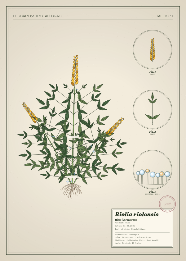 Botanische Tafel: Riolia riolensis, eine erfundene Pflanze aus Riol, gezeichnet wie in einem alten Pflanzenatlas
