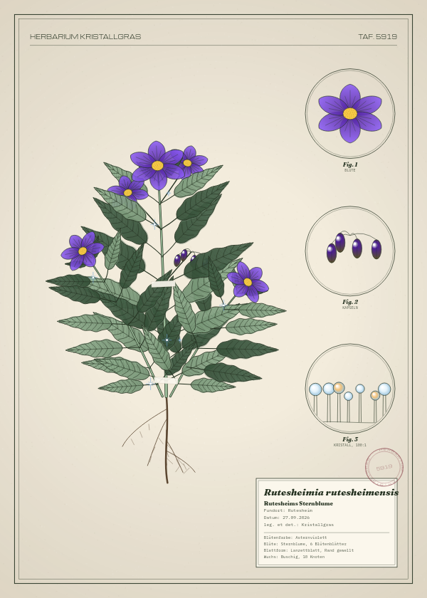 Botanische Tafel: Rutesheimia rutesheimensis, eine erfundene Pflanze aus Rutesheim, gezeichnet wie in einem alten Pflanzenatlas
