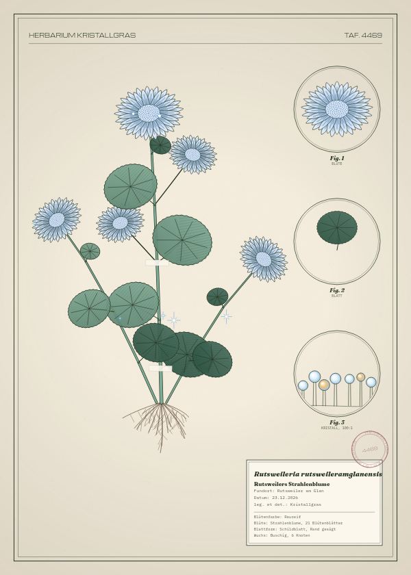 Botanische Tafel: Rutsweileria rutsweileramglanensis, eine erfundene Pflanze aus Rutsweiler am Glan, gezeichnet wie in einem alten Pflanzenatlas