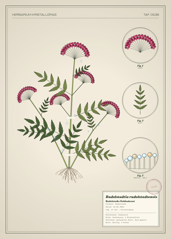 Botanische Tafel: Rudolstadtia rudolstadtensis, eine erfundene Pflanze aus Rudolstadt, gezeichnet wie in einem alten Pflanzenatlas