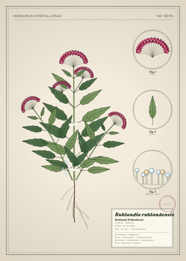 Botanische Tafel: Ruhlandia ruhlandensis, eine erfundene Pflanze aus Ruhland, gezeichnet wie in einem alten Pflanzenatlas