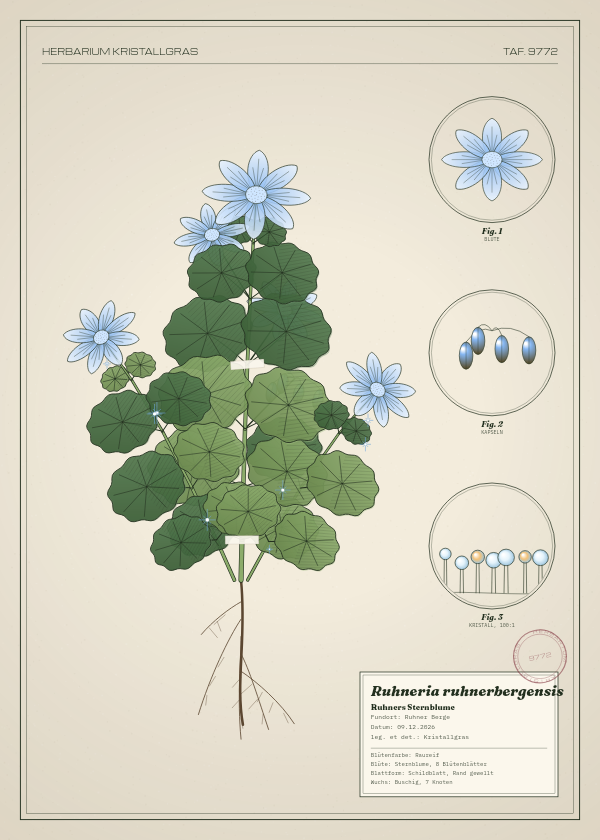 Botanische Tafel: Ruhneria ruhnerbergensis, eine erfundene Pflanze aus Ruhner Berge, gezeichnet wie in einem alten Pflanzenatlas