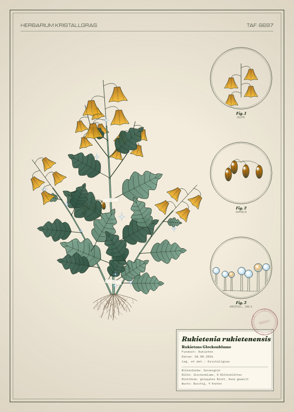 Botanische Tafel: Rukietenia rukietenensis, eine erfundene Pflanze aus Rukieten, gezeichnet wie in einem alten Pflanzenatlas