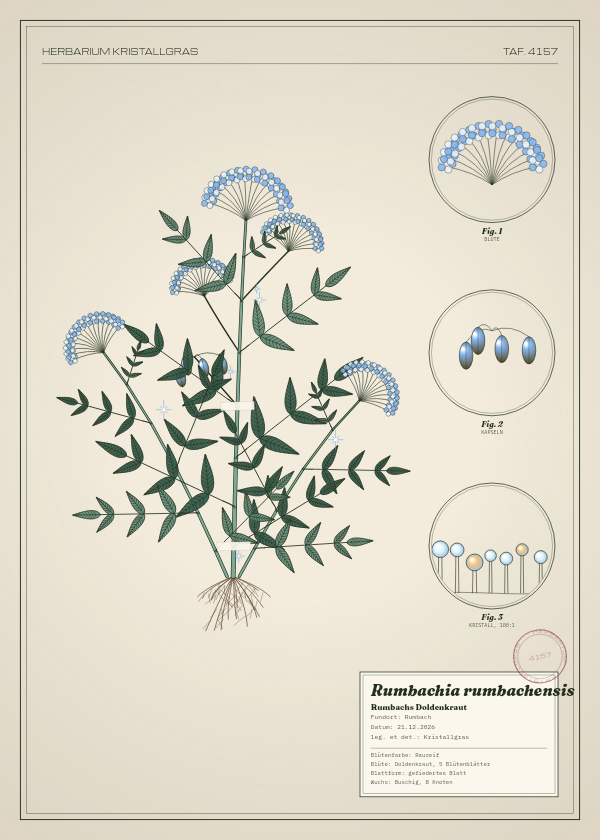 Botanische Tafel: Rumbachia rumbachensis, eine erfundene Pflanze aus Rumbach, gezeichnet wie in einem alten Pflanzenatlas