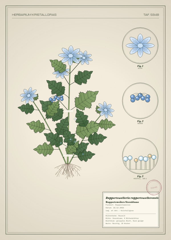Botanische Tafel: Ruppertsweileria ruppertsweilerensis, eine erfundene Pflanze aus Ruppertsweiler, gezeichnet wie in einem alten Pflanzenatlas