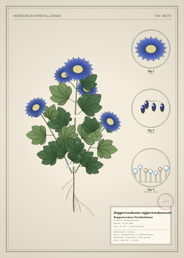 Botanische Tafel: Ruppertseckenia ruppertseckenensis, eine erfundene Pflanze aus Ruppertsecken, gezeichnet wie in einem alten Pflanzenatlas