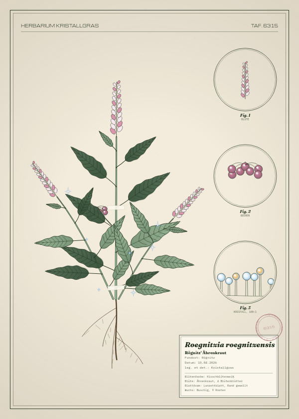 Botanische Tafel: Roegnitzia roegnitzensis, eine erfundene Pflanze aus Rögnitz, gezeichnet wie in einem alten Pflanzenatlas