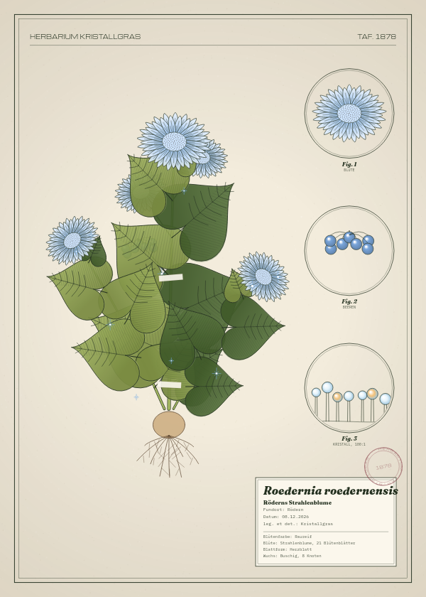 Botanische Tafel: Roedernia roedernensis, eine erfundene Pflanze aus Rödern, gezeichnet wie in einem alten Pflanzenatlas