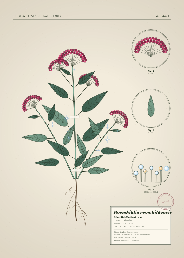 Botanische Tafel: Roemhildia roemhildensis, eine erfundene Pflanze aus Römhild, gezeichnet wie in einem alten Pflanzenatlas