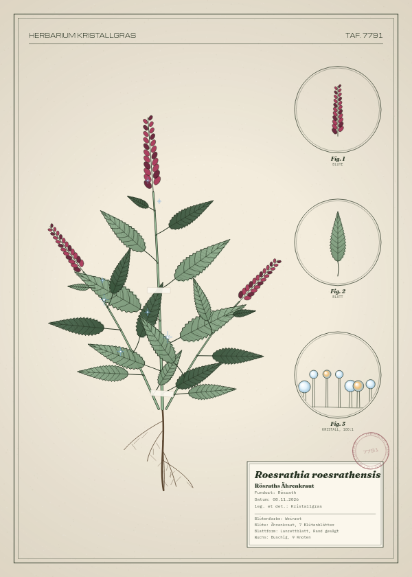 Botanische Tafel: Roesrathia roesrathensis, eine erfundene Pflanze aus Rösrath, gezeichnet wie in einem alten Pflanzenatlas