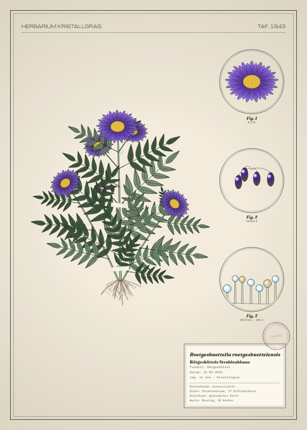 Botanische Tafel: Roetgesbuettelia roetgesbuettelensis, eine erfundene Pflanze aus Rötgesbüttel, gezeichnet wie in einem alten Pflanzenatlas