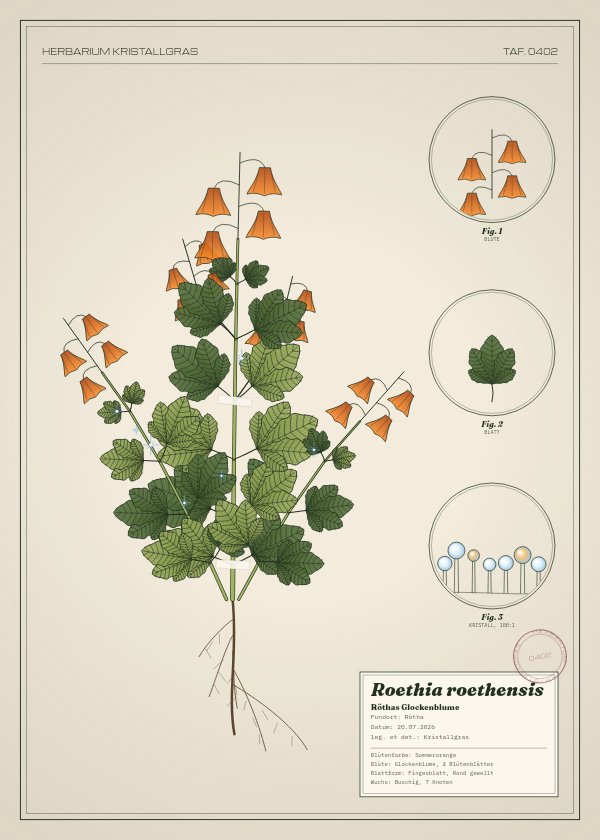 Botanische Tafel: Roethia roethensis, eine erfundene Pflanze aus Rötha, gezeichnet wie in einem alten Pflanzenatlas
