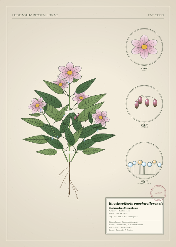 Botanische Tafel: Rueckweileria rueckweilerensis, eine erfundene Pflanze aus Rückweiler, gezeichnet wie in einem alten Pflanzenatlas
