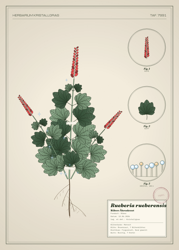 Botanische Tafel: Rueberia rueberensis, eine erfundene Pflanze aus Rüber, gezeichnet wie in einem alten Pflanzenatlas