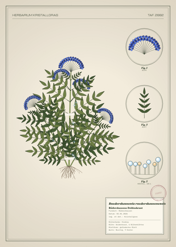 Botanische Tafel: Ruedershausenia ruedershausenensis, eine erfundene Pflanze aus Rüdershausen, gezeichnet wie in einem alten Pflanzenatlas