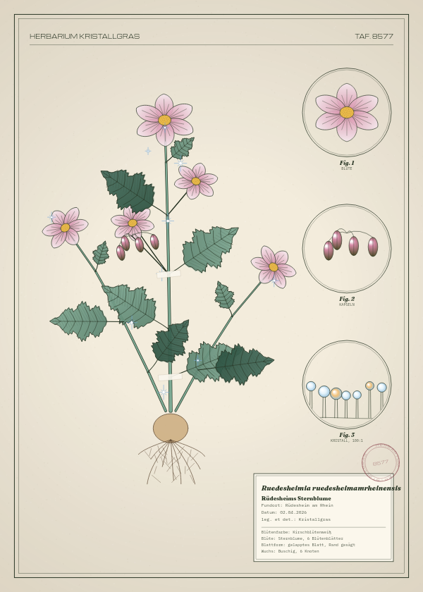 Botanische Tafel: Ruedesheimia ruedesheimamrheinensis, eine erfundene Pflanze aus Rüdesheim am Rhein, gezeichnet wie in einem alten Pflanzenatlas