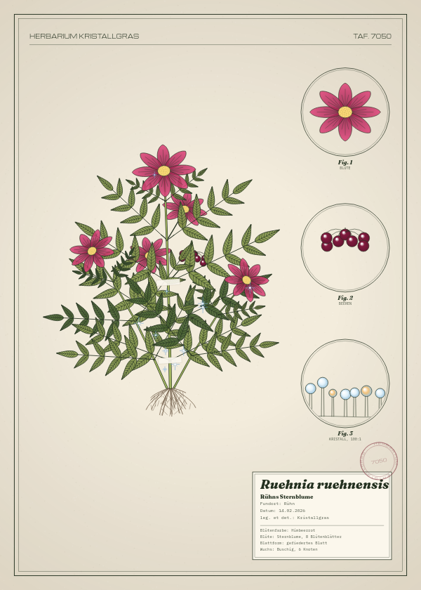 Botanische Tafel: Ruehnia ruehnensis, eine erfundene Pflanze aus Rühn, gezeichnet wie in einem alten Pflanzenatlas