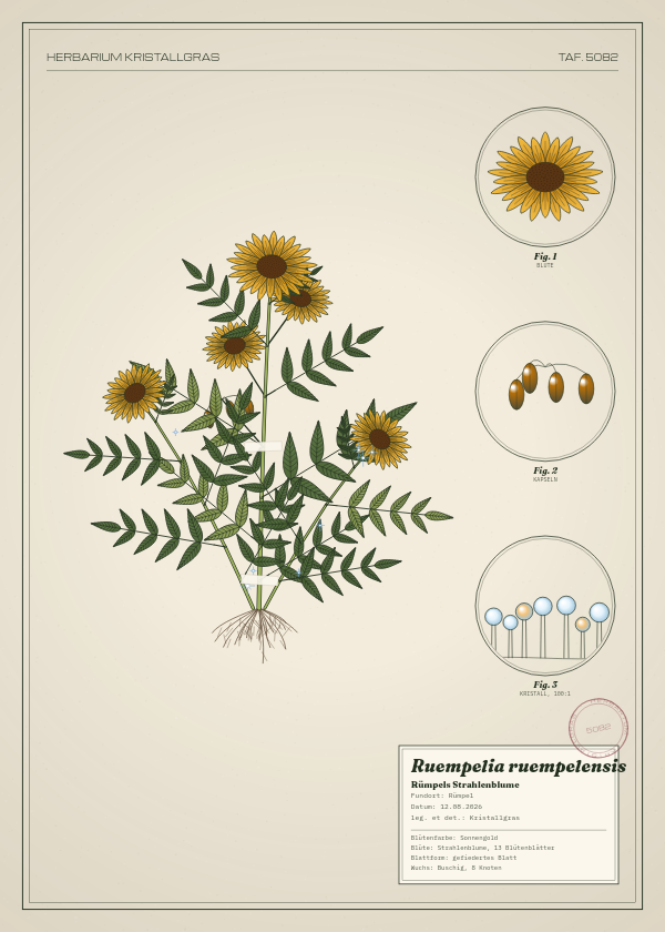 Botanische Tafel: Ruempelia ruempelensis, eine erfundene Pflanze aus Rümpel, gezeichnet wie in einem alten Pflanzenatlas