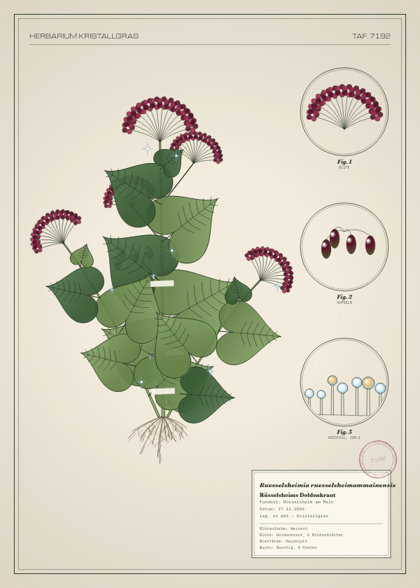 Botanische Tafel: Ruesselsheimia ruesselsheimammainensis, eine erfundene Pflanze aus Rüsselsheim am Main, gezeichnet wie in einem alten Pflanzenatlas