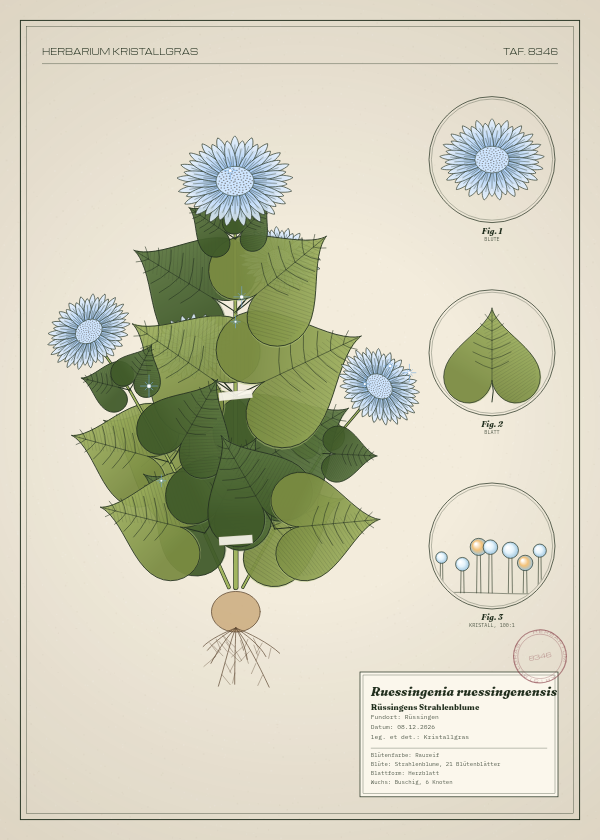 Botanische Tafel: Ruessingenia ruessingenensis, eine erfundene Pflanze aus Rüssingen, gezeichnet wie in einem alten Pflanzenatlas
