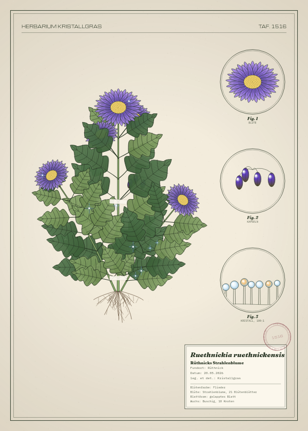 Botanische Tafel: Ruethnickia ruethnickensis, eine erfundene Pflanze aus Rüthnick, gezeichnet wie in einem alten Pflanzenatlas