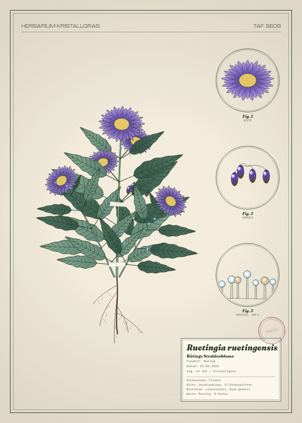 Botanische Tafel: Ruetingia ruetingensis, eine erfundene Pflanze aus Rüting, gezeichnet wie in einem alten Pflanzenatlas