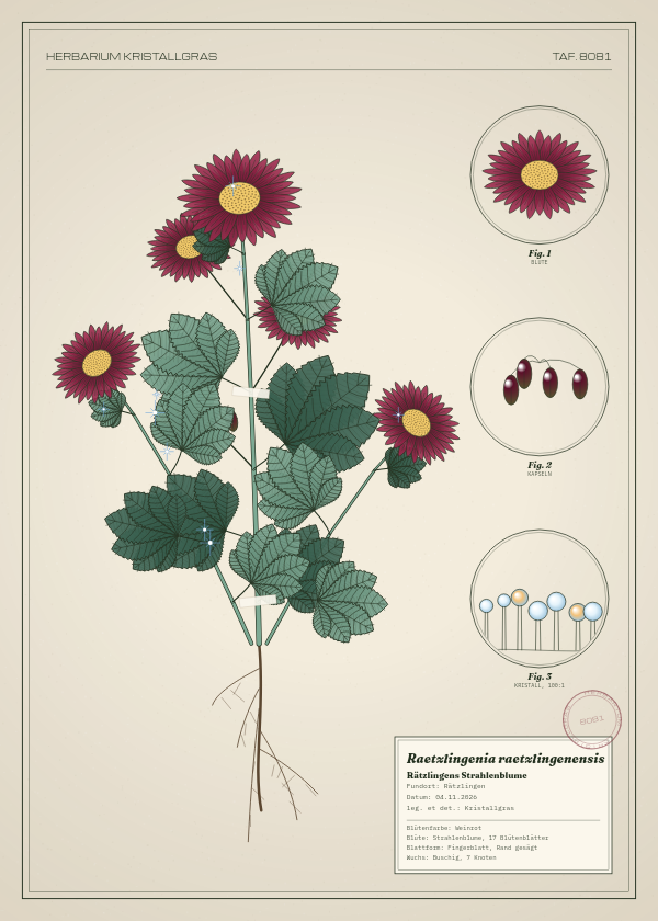 Botanische Tafel: Raetzlingenia raetzlingenensis, eine erfundene Pflanze aus Rätzlingen, gezeichnet wie in einem alten Pflanzenatlas