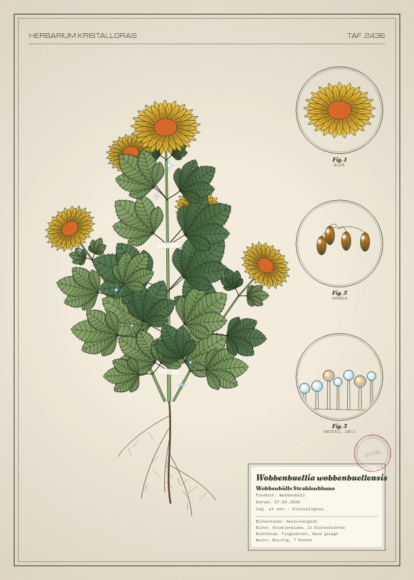 Botanische Tafel: Wobbenbuellia wobbenbuellensis, eine erfundene Pflanze aus Wobbenbüll, gezeichnet wie in einem alten Pflanzenatlas