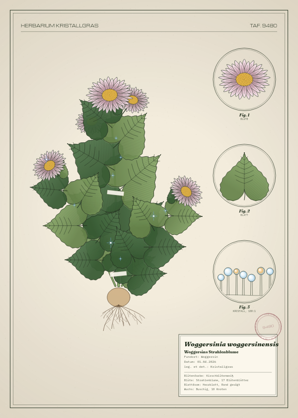 Botanische Tafel: Woggersinia woggersinensis, eine erfundene Pflanze aus Woggersin, gezeichnet wie in einem alten Pflanzenatlas
