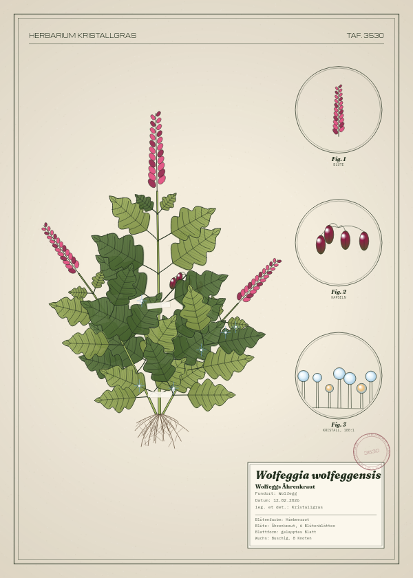 Botanische Tafel: Wolfeggia wolfeggensis, eine erfundene Pflanze aus Wolfegg, gezeichnet wie in einem alten Pflanzenatlas