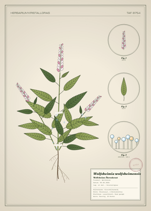 Botanische Tafel: Wolfsheimia wolfsheimensis, eine erfundene Pflanze aus Wolfsheim, gezeichnet wie in einem alten Pflanzenatlas