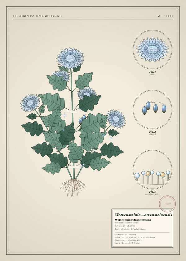Botanische Tafel: Wolkensteinia wolkensteinensis, eine erfundene Pflanze aus Wolkenstein, gezeichnet wie in einem alten Pflanzenatlas