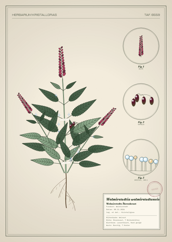 Botanische Tafel: Wolmirstedtia wolmirstedtensis, eine erfundene Pflanze aus Wolmirstedt, gezeichnet wie in einem alten Pflanzenatlas