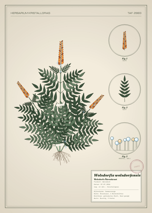 Botanische Tafel: Wolsdorfia wolsdorfensis, eine erfundene Pflanze aus Wolsdorf, gezeichnet wie in einem alten Pflanzenatlas