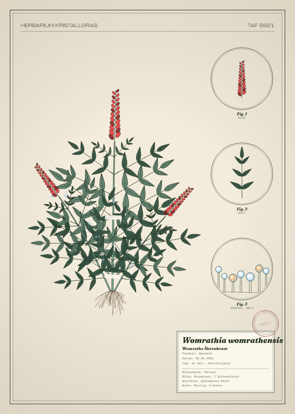 Botanische Tafel: Womrathia womrathensis, eine erfundene Pflanze aus Womrath, gezeichnet wie in einem alten Pflanzenatlas