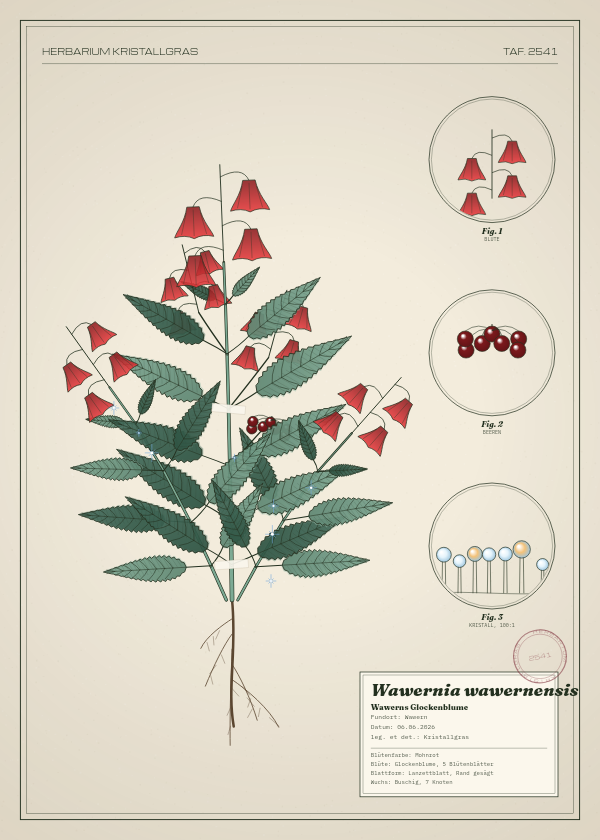 Botanische Tafel: Wawernia wawernensis, eine erfundene Pflanze aus Wawern, gezeichnet wie in einem alten Pflanzenatlas