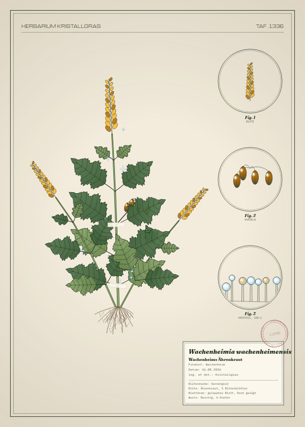 Botanische Tafel: Wachenheimia wachenheimensis, eine erfundene Pflanze aus Wachenheim, gezeichnet wie in einem alten Pflanzenatlas