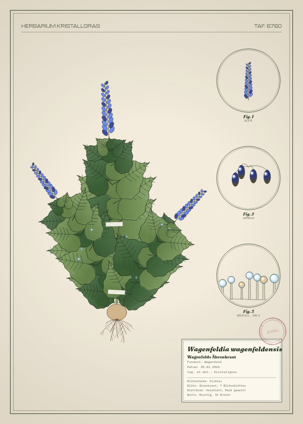 Botanische Tafel: Wagenfeldia wagenfeldensis, eine erfundene Pflanze aus Wagenfeld, gezeichnet wie in einem alten Pflanzenatlas