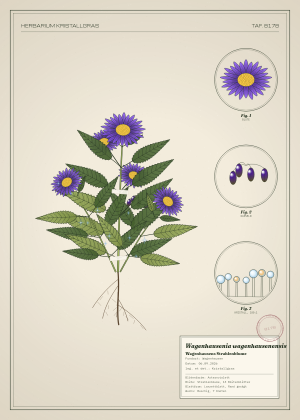 Botanische Tafel: Wagenhausenia wagenhausenensis, eine erfundene Pflanze aus Wagenhausen, gezeichnet wie in einem alten Pflanzenatlas