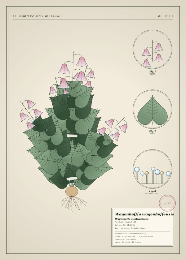 Botanische Tafel: Wagenhoffia wagenhoffensis, eine erfundene Pflanze aus Wagenhoff, gezeichnet wie in einem alten Pflanzenatlas