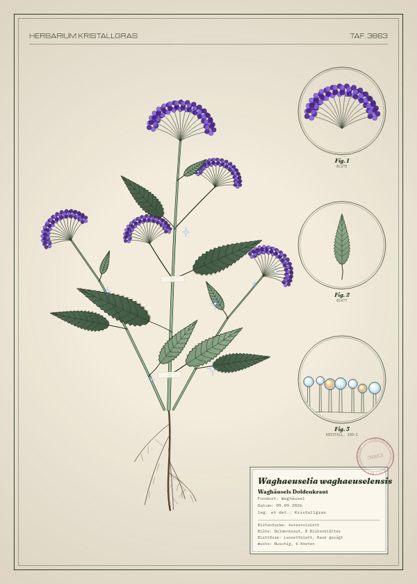 Botanische Tafel: Waghaeuselia waghaeuselensis, eine erfundene Pflanze aus Waghäusel, gezeichnet wie in einem alten Pflanzenatlas