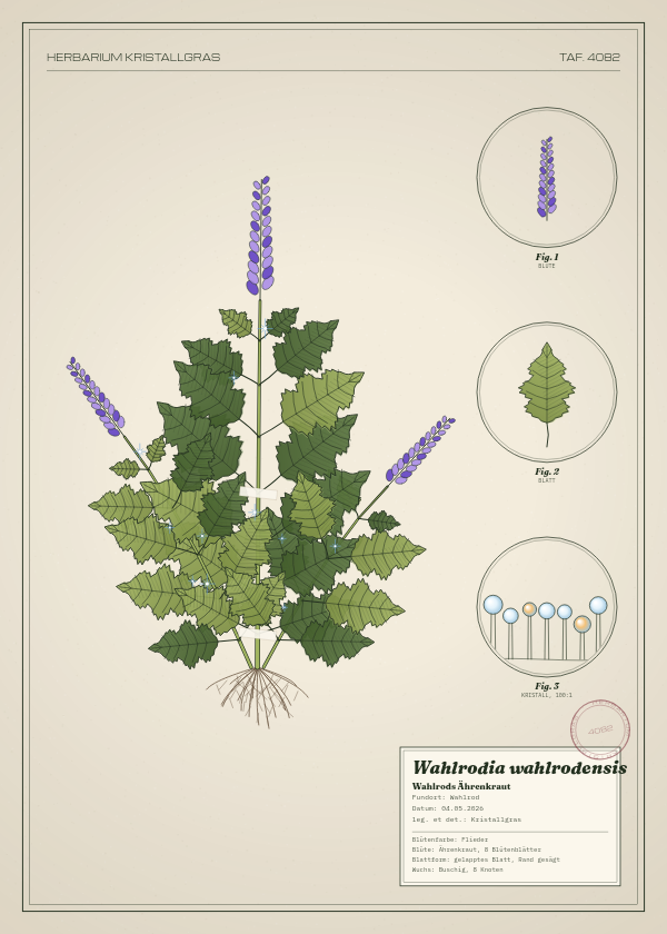 Botanische Tafel: Wahlrodia wahlrodensis, eine erfundene Pflanze aus Wahlrod, gezeichnet wie in einem alten Pflanzenatlas