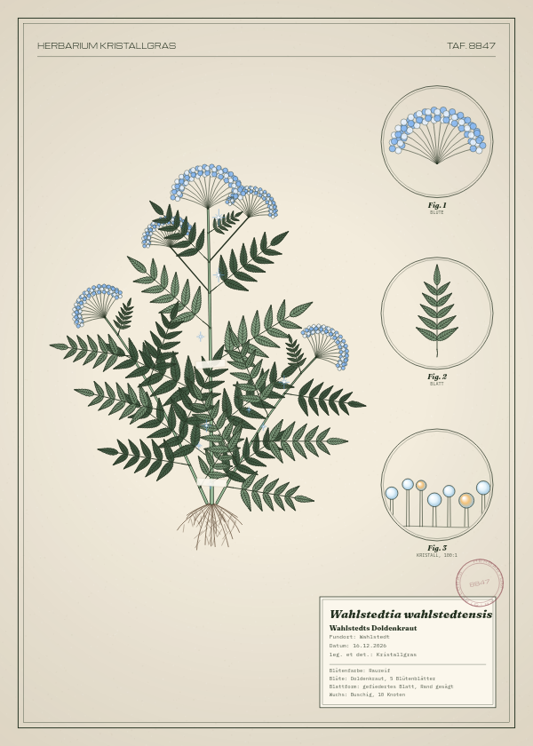 Botanische Tafel: Wahlstedtia wahlstedtensis, eine erfundene Pflanze aus Wahlstedt, gezeichnet wie in einem alten Pflanzenatlas