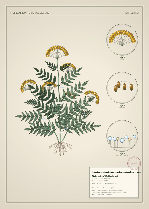 Botanische Tafel: Wahrenholzia wahrenholzensis, eine erfundene Pflanze aus Wahrenholz, gezeichnet wie in einem alten Pflanzenatlas