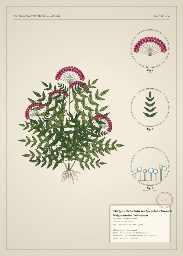 Botanische Tafel: Waigandshainia waigandshainensis, eine erfundene Pflanze aus Waigandshain, gezeichnet wie in einem alten Pflanzenatlas